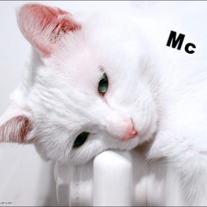 Photoshop给严重偏黄色的猫咪校色